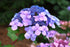 Hydrangea Endless Summer® Twist-N-Shout®