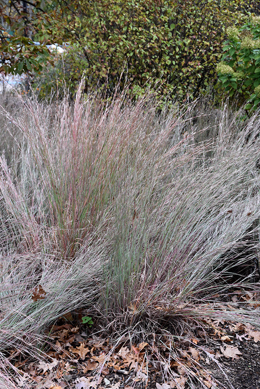 Grass Little Bluestem The Blues