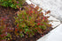 Itea Scentlandia®