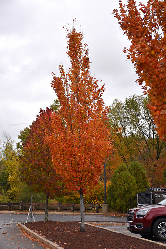 Maple Red Armstrong Gold®