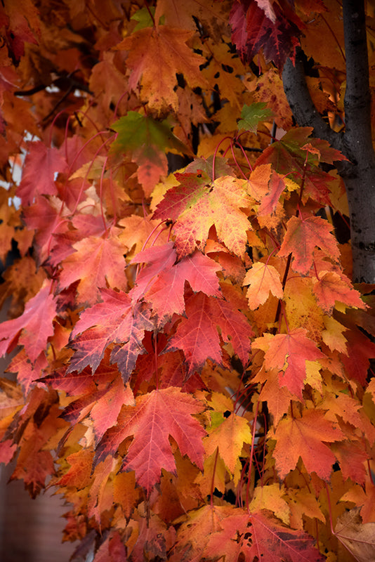 Maple Red Armstrong Gold®