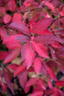 Itea Henry'S Garnet