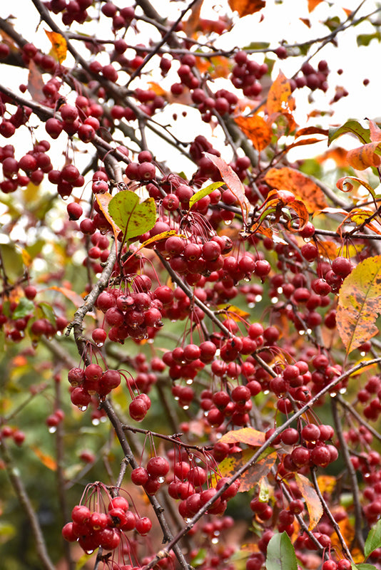 Crabapple Prairifire