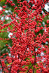 Holly Winter Red