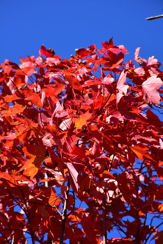 Maple Red October Glory