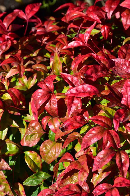 Nandina Firepower