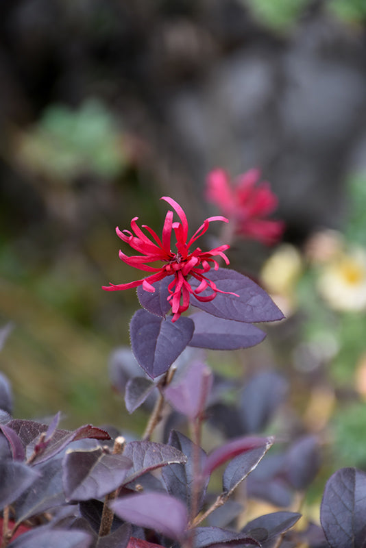 Loropetalum Ever Red®*