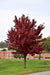 Maple Red Brandywine