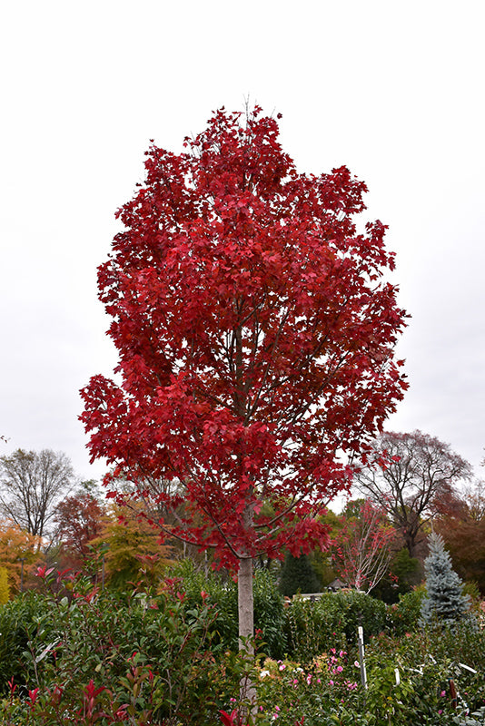 Maple Red October Glory