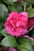 Camellia S. William Lanier Hunt- Rose Red