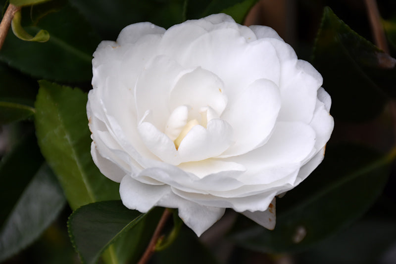 Camellia S. Autumn Moon (Marie Kirk)- White