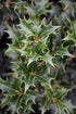 Osmanthus Gulftide