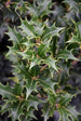 Osmanthus Gulftide
