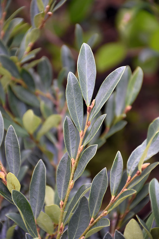 Distylium Blue Cascade®