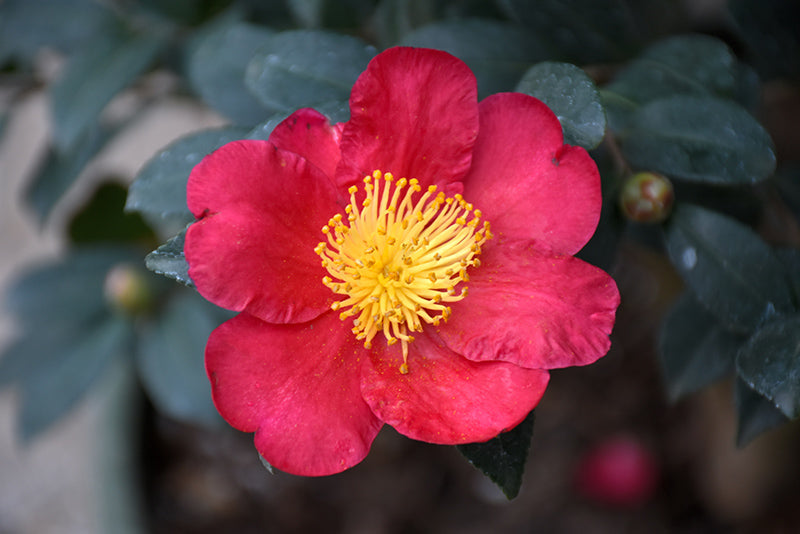 Camellia S. Yuletide- Dark Red