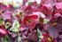 Helleborus Hgc® Ice N' Roses® Red