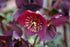 Helleborus Hgc® Ice N' Roses® Red