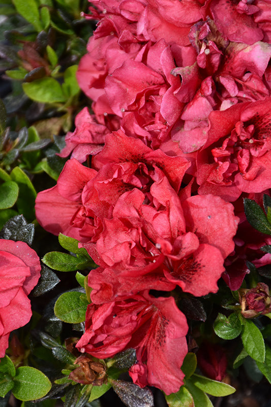 Azalea Encore® Autumn Fire®