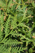 Arborvitae Spring Grove®