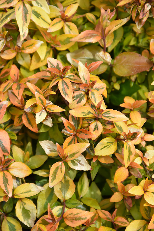 Abelia Kaleidoscope