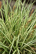 Carex Evergold