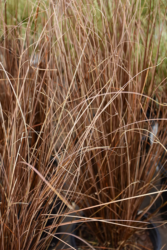 Carex Red Rooster™