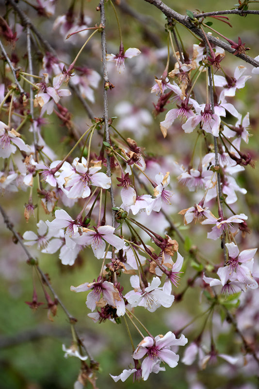 Cherry Weeping Japanese