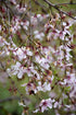 Cherry Weeping Japanese