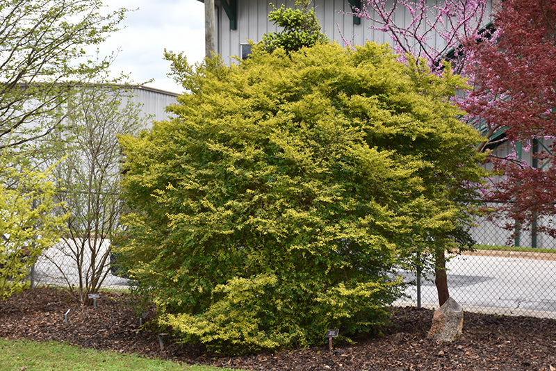 Ligustrum Sunshine