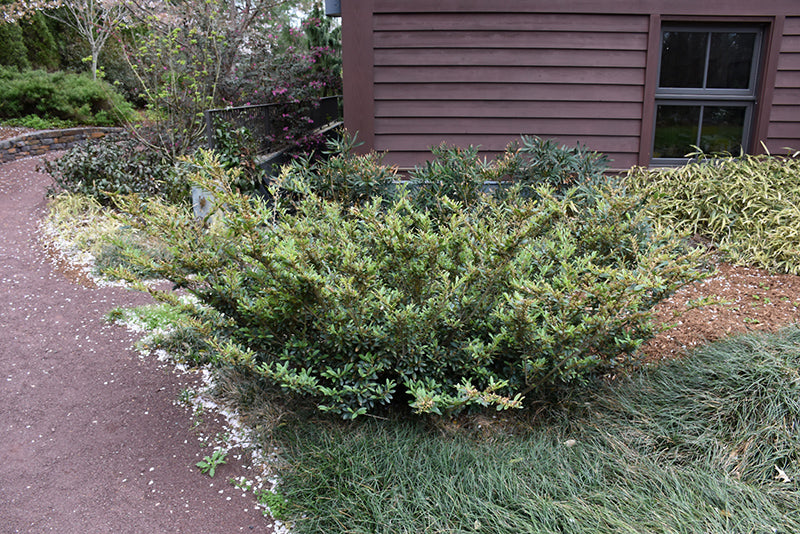 Distylium Blue Cascade®