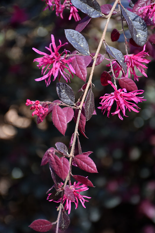 Loropetalum Southern Living Collection Diamond