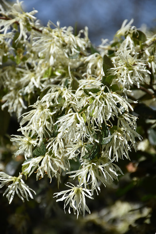 Loropetalum Emerald Snow®