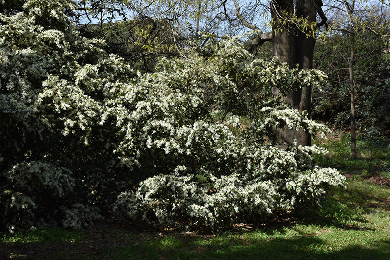 Loropetalum Emerald Snow®