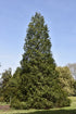 Arborvitae Spring Grove®