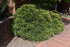 Cryptomeria Globosa
