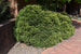 Cryptomeria Globosa
