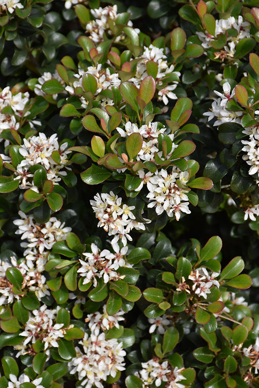 Hawthorn Umbellata Southern Moon®