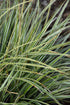 Carex Evercolor® Everest