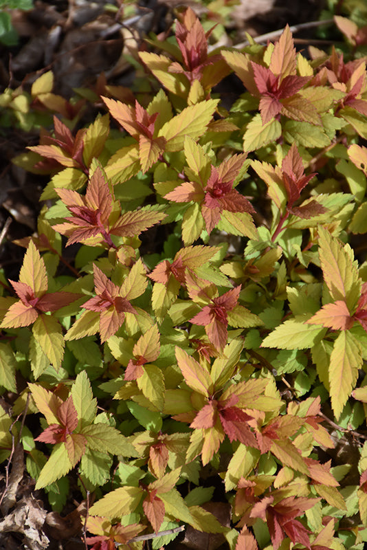 Spirea Rainbow Fizz™