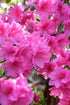 Azalea Ruffle Pink