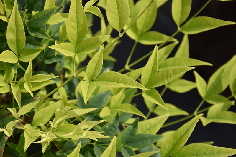 Nandina Lemon-Lime