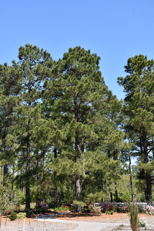 Pine Loblolly