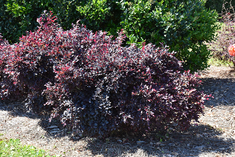 Loropetalum Southern Living Collection Daydream