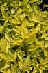 Duranta Gold Mound Gold Mound