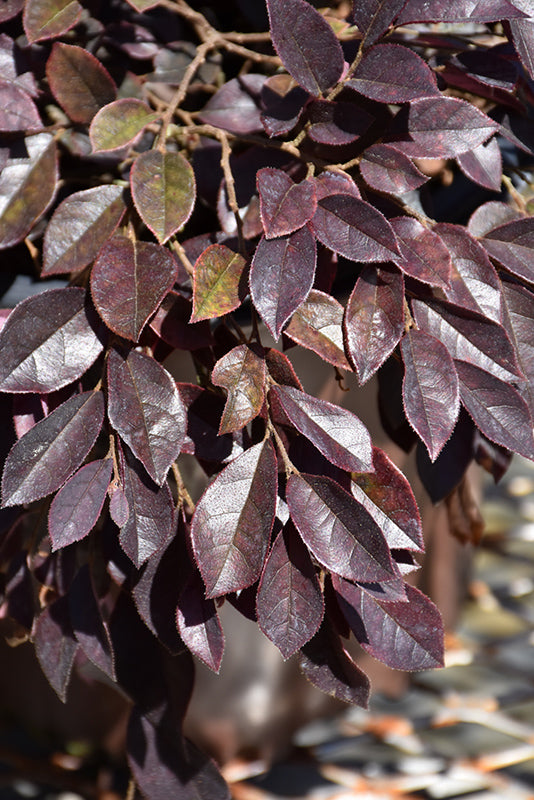 Loropetalum Southern Living Collection Daydream