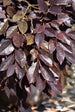 Loropetalum Southern Living Collection Daydream
