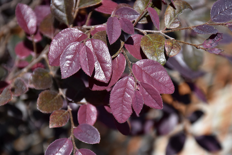 Loropetalum Cerise Charm™