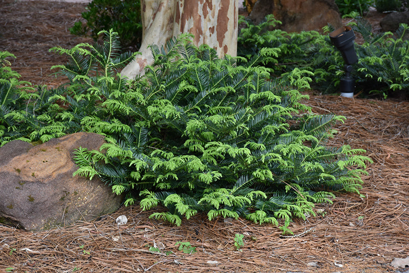 Yew Plum Prostrate