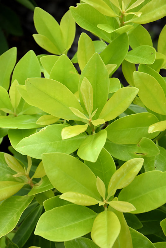 Anise Shrub Bananappeal®