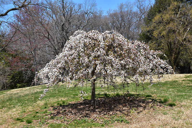 Cherry Snow Fountain Tree